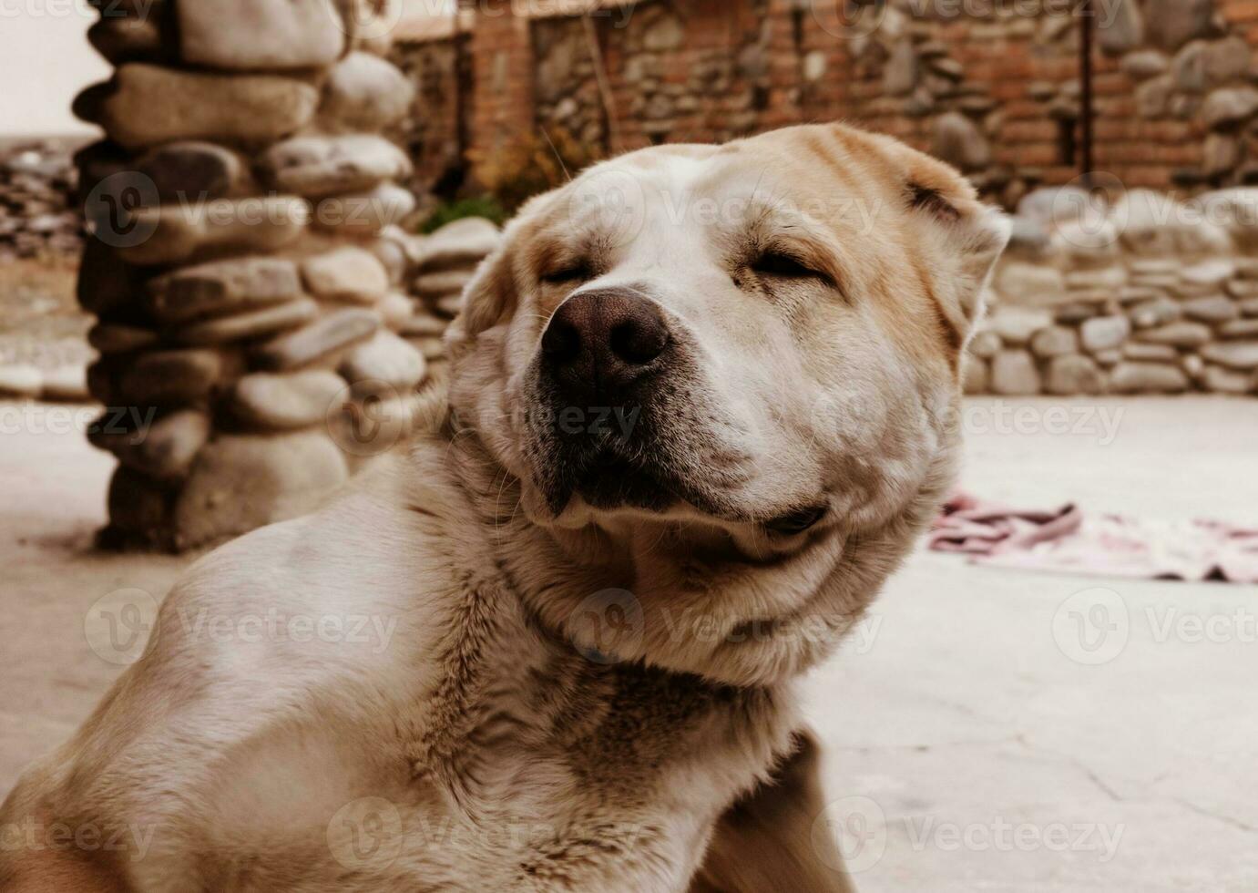 zentral asiatisch Schäfer Hund. alabai Porträt foto