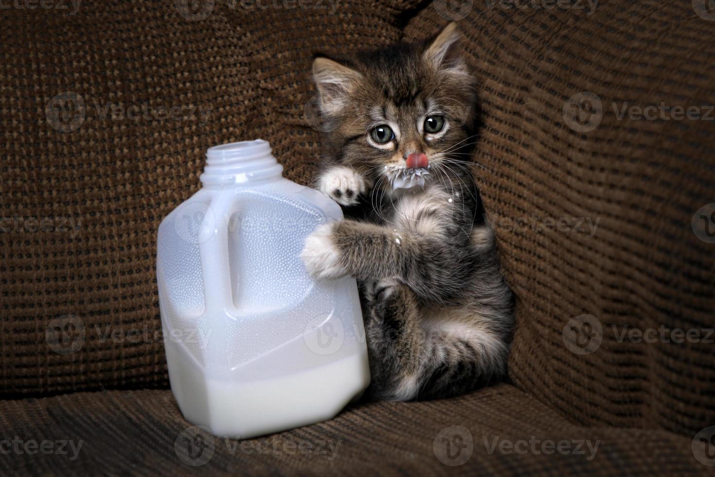 Kätzchen trinkt Milch aus einem Karton tropft foto