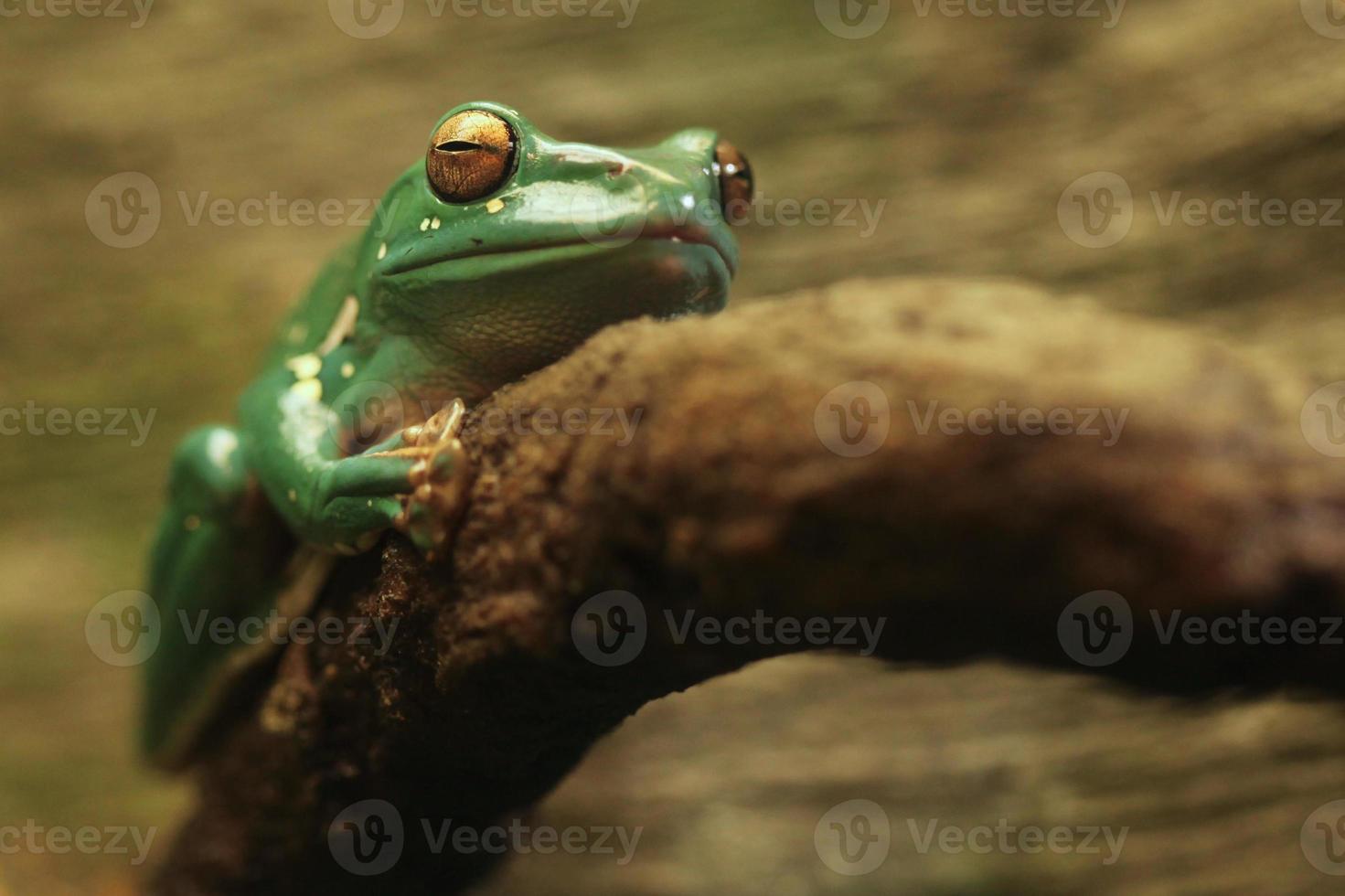 ein chinesischer gleitfrosch mit geschlossenen augen foto