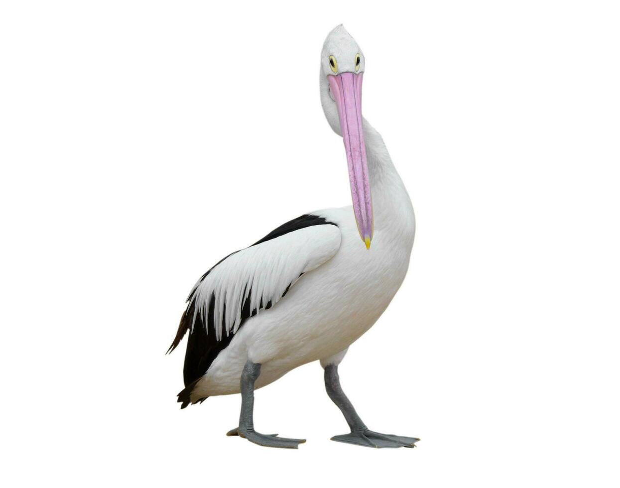 Pelikan auf Weiß foto
