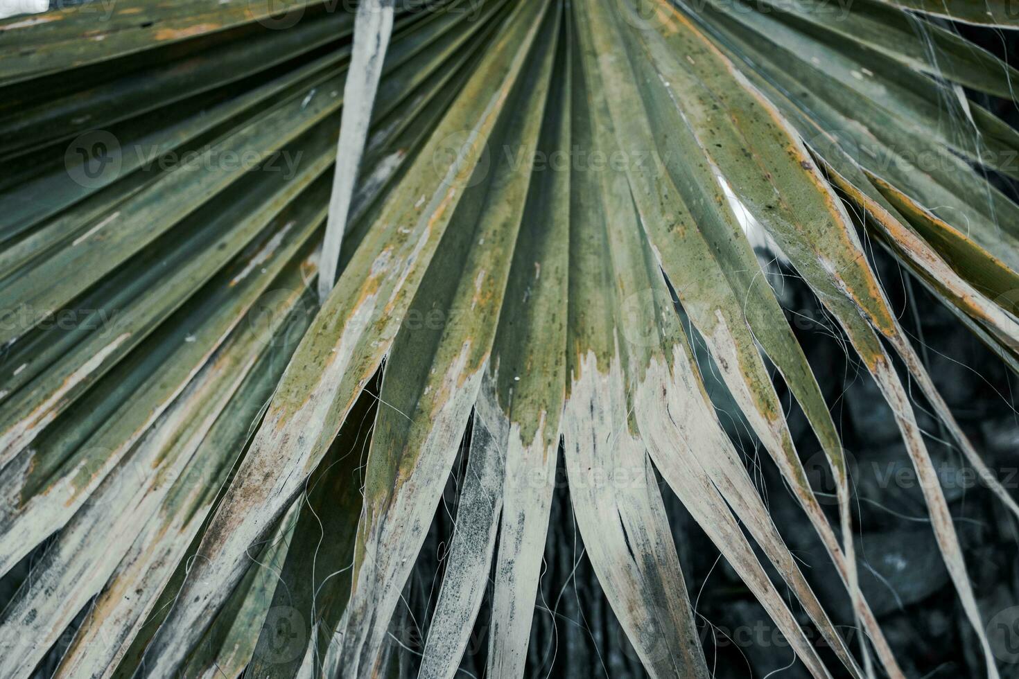 Grün tropisch Palme verlassen wachsend im Garten. tropisch Palme Blätter, Blumen- Hintergrund Foto. foto