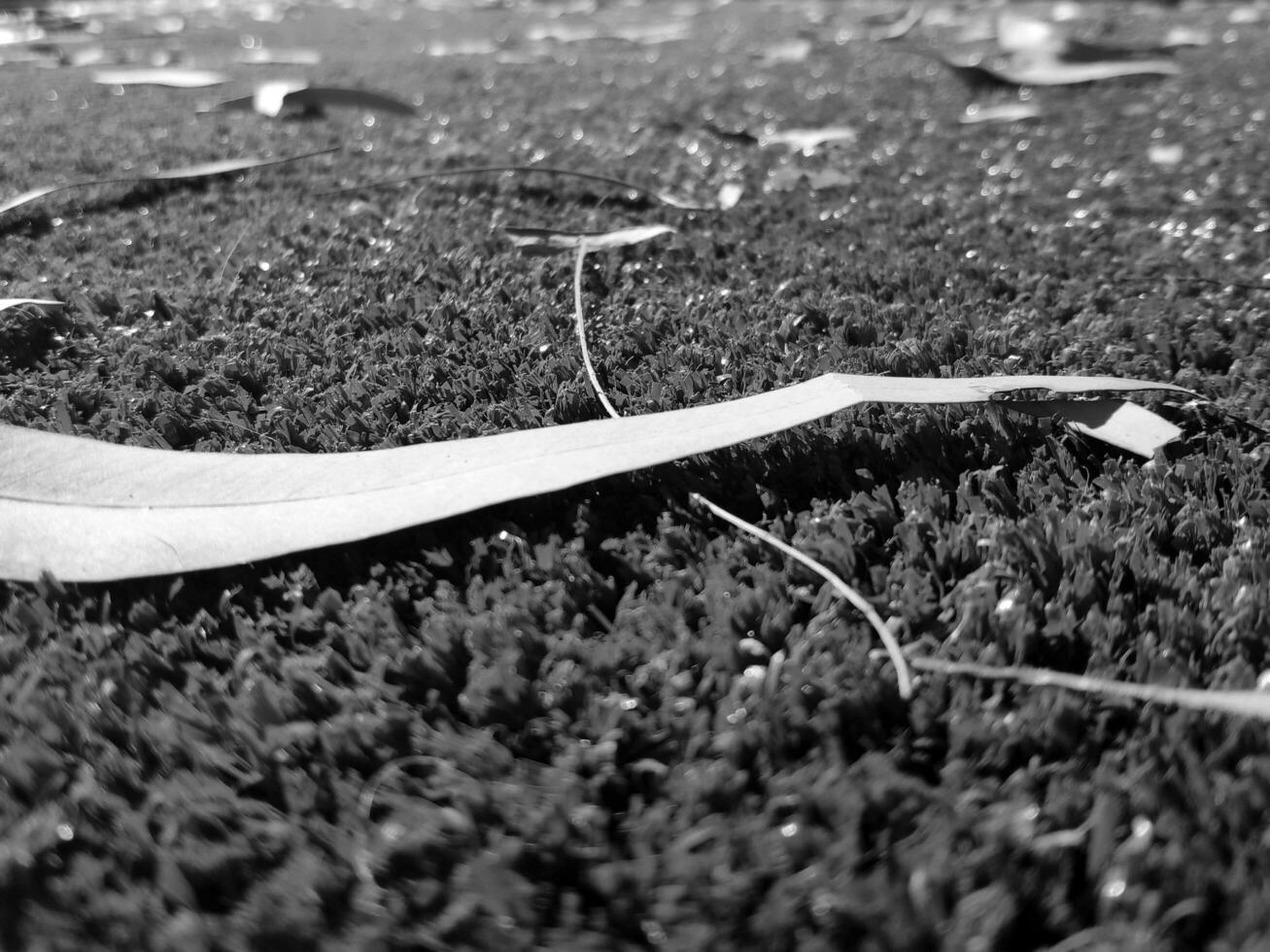 schwarz und Weiß Gras Hintergrund schließen Sicht, Graustufen Gras Foto