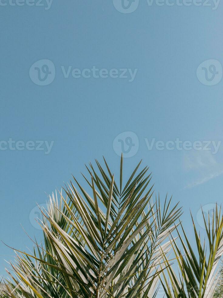 Pflanze tropisch Blatt minimal Blau Sommer- Himmel l Hintergrund foto