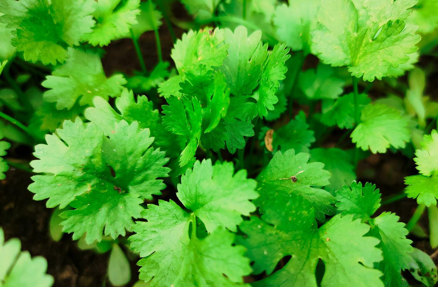 Koriander Pflanze im Gemüse Garten. foto