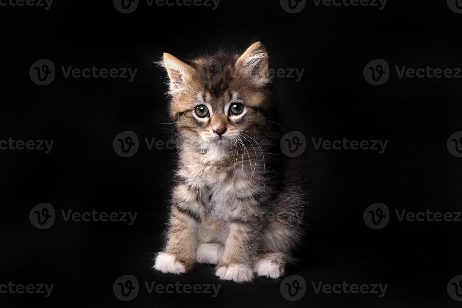 Maincoon-Kätzchen mit großen Augen foto