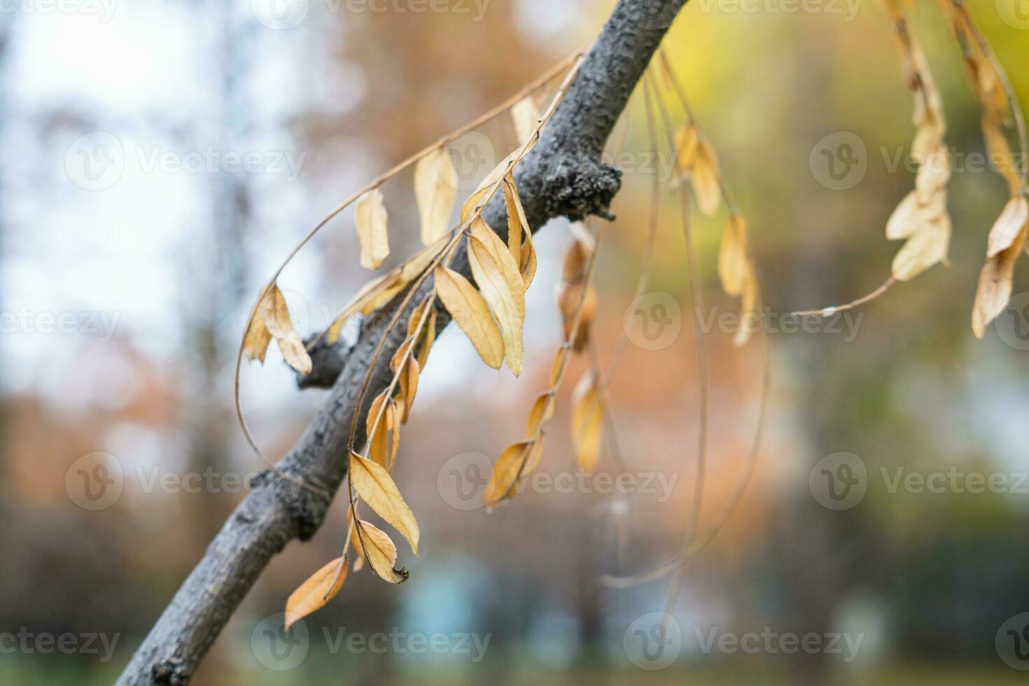 natürlich Bildschirmschoner und Hintergrund mit Herbst Thema und saisonal Farben Landschaft foto