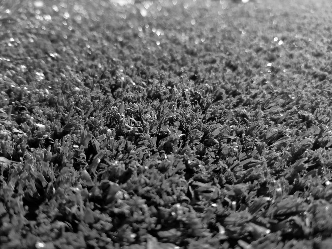 schwarz und Weiß Gras Hintergrund schließen Sicht, Graustufen Gras Foto