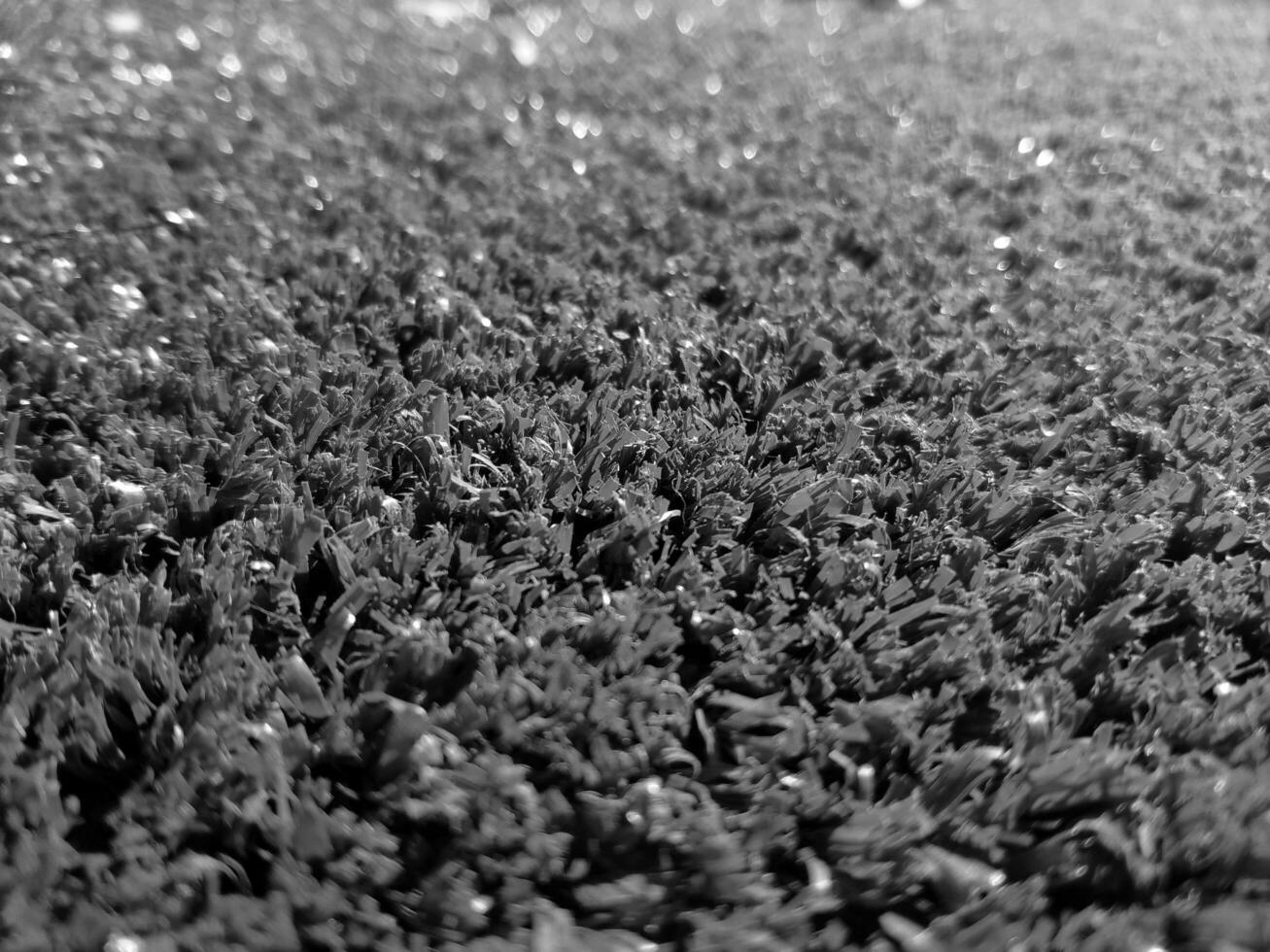 schwarz und Weiß Gras Hintergrund schließen Sicht, Graustufen Gras Foto