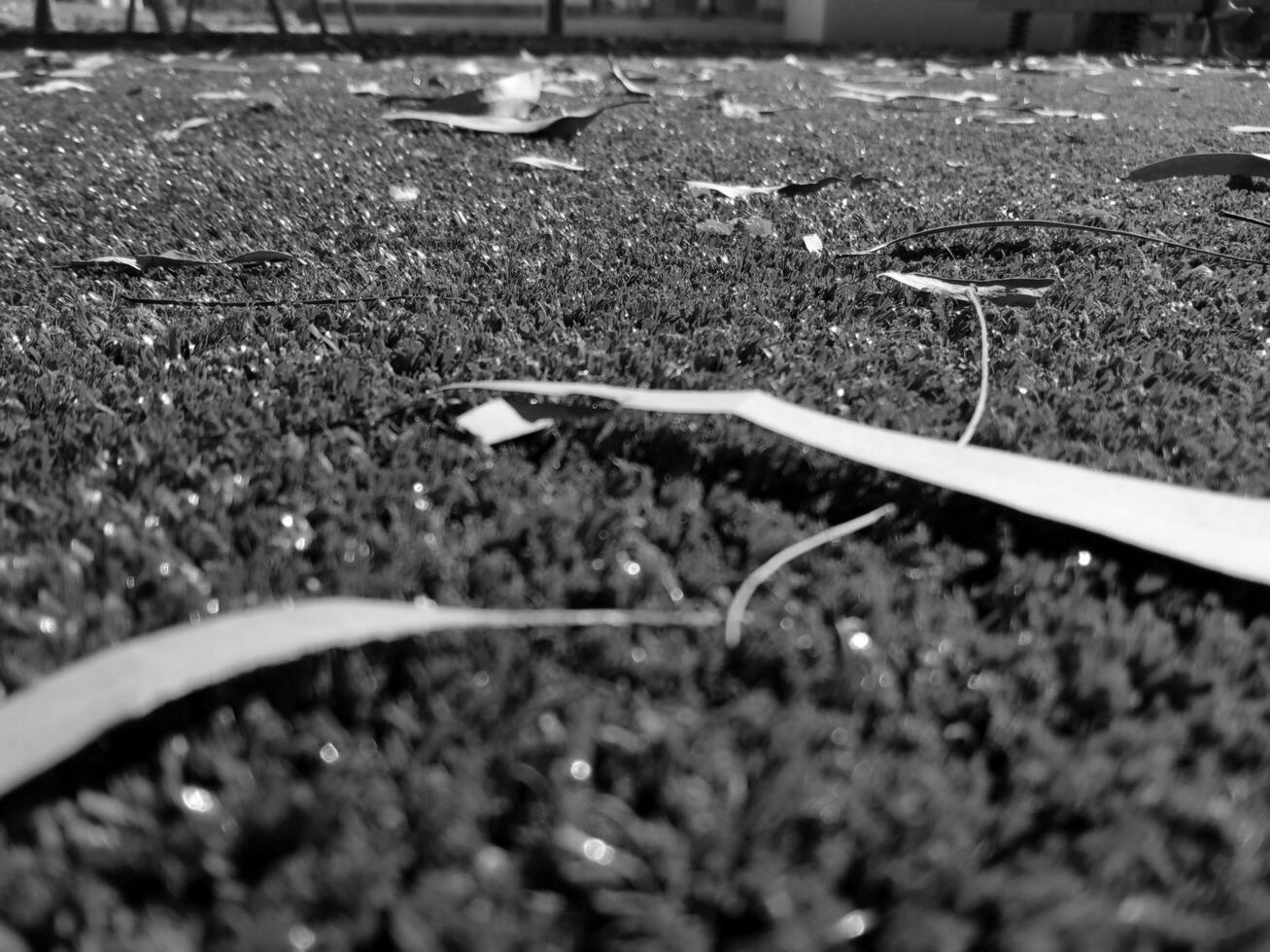 schwarz und Weiß Gras Hintergrund schließen Sicht, Graustufen Gras Foto