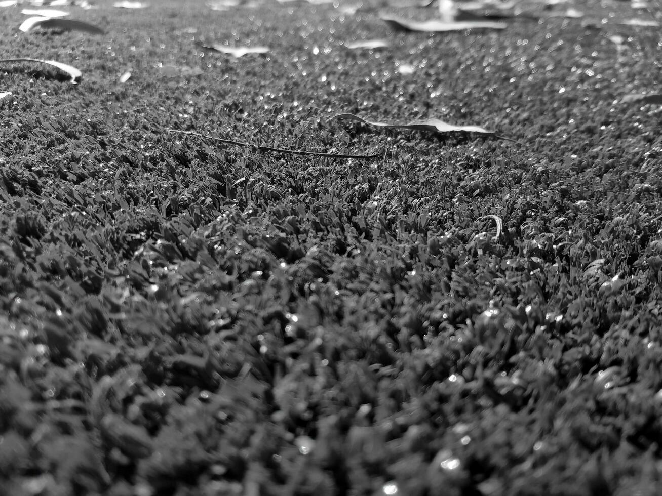 schwarz und Weiß Gras Hintergrund schließen Sicht, Graustufen Gras Foto