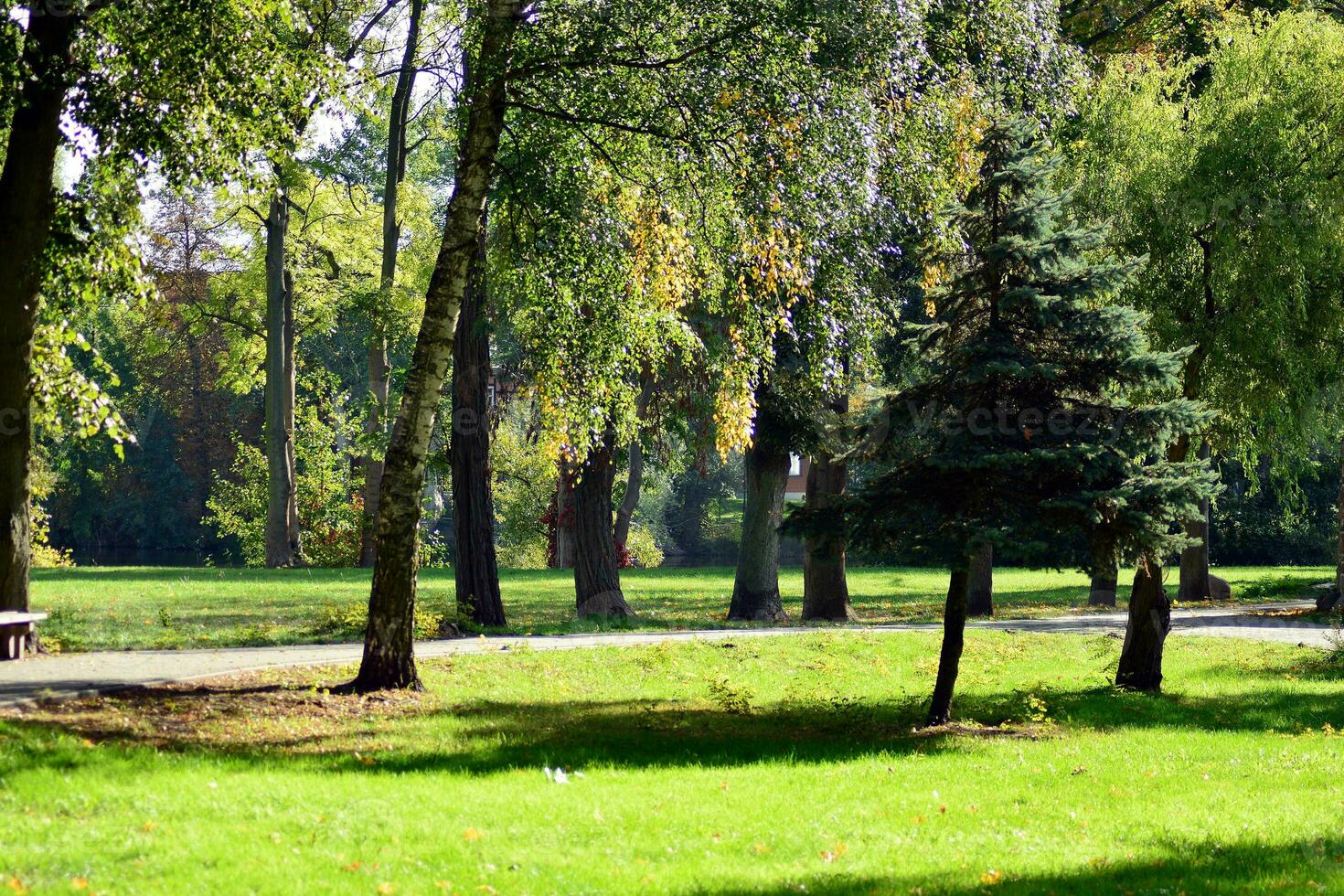 Grün Bäume im das Stadt Park foto