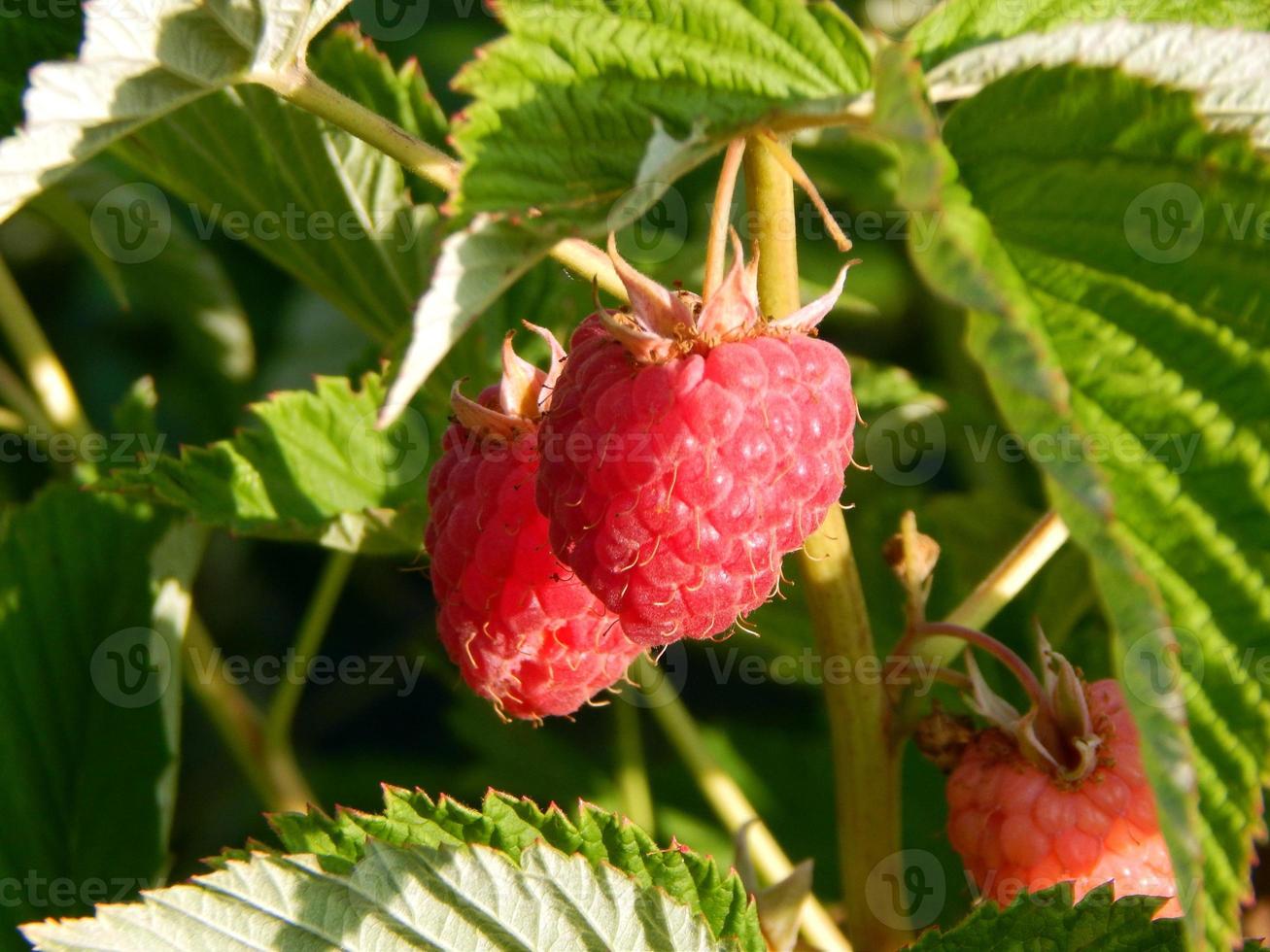 Beeren Himbeeren Obst pflücken foto