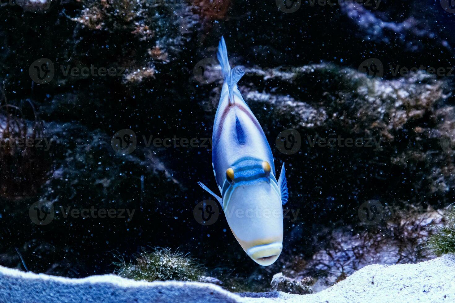 Fisch gemalt Drückerfisch Rheinkanthus Aculeatus foto