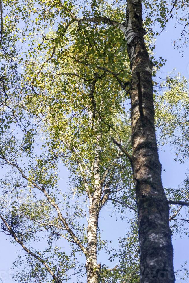 Schuss von das groß Birke Baum. Natur foto