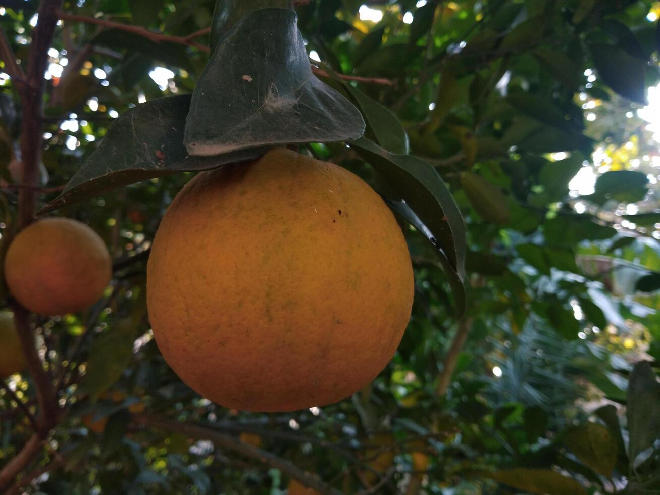 schön frisch Orange im ein Garten Baum foto