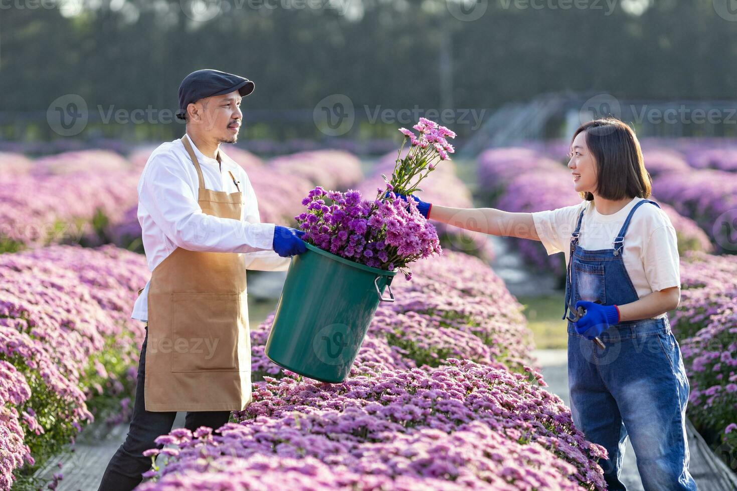 Mannschaft von asiatisch Farmer und Florist ist Arbeiten im das Bauernhof während Schneiden lila Chrysantheme Blume mit Gartenschere zum Schnitt Blume Geschäft zum tot Überschrift, Anbau und Ernte Jahreszeit foto