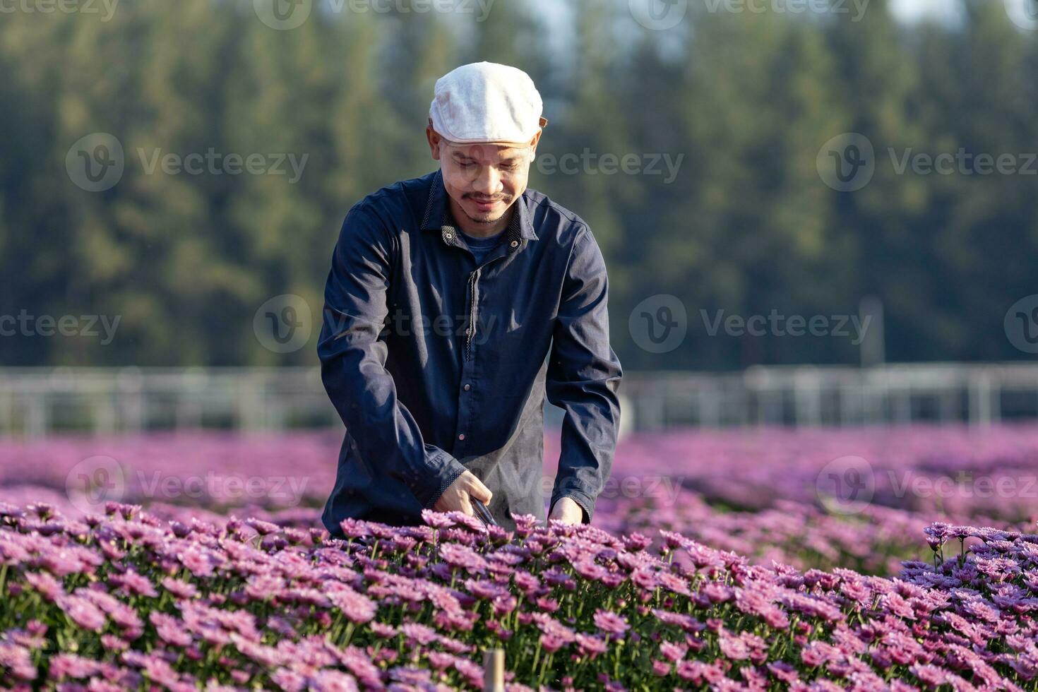 asiatisch Farmer und Florist ist Schneiden lila Chrysantheme Blume mit Gartenschere zum Schnitt Blume Geschäft zum tot Überschrift, Anbau und Ernte Jahreszeit Konzept foto