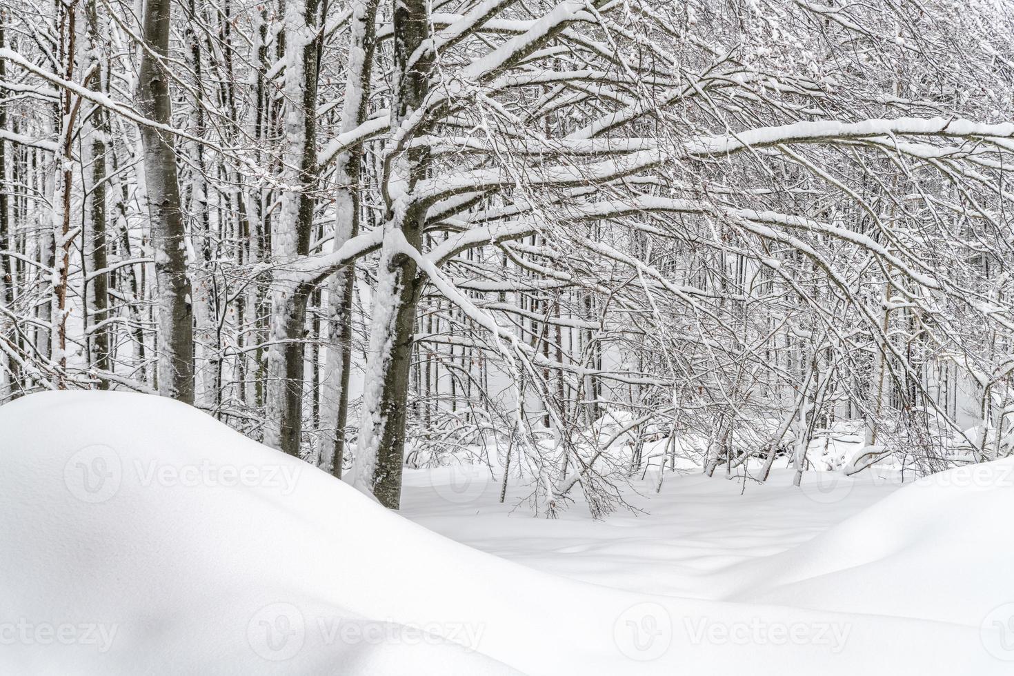Dämmerung und Farben des verschneiten Waldes. Schnee und Kälte. foto