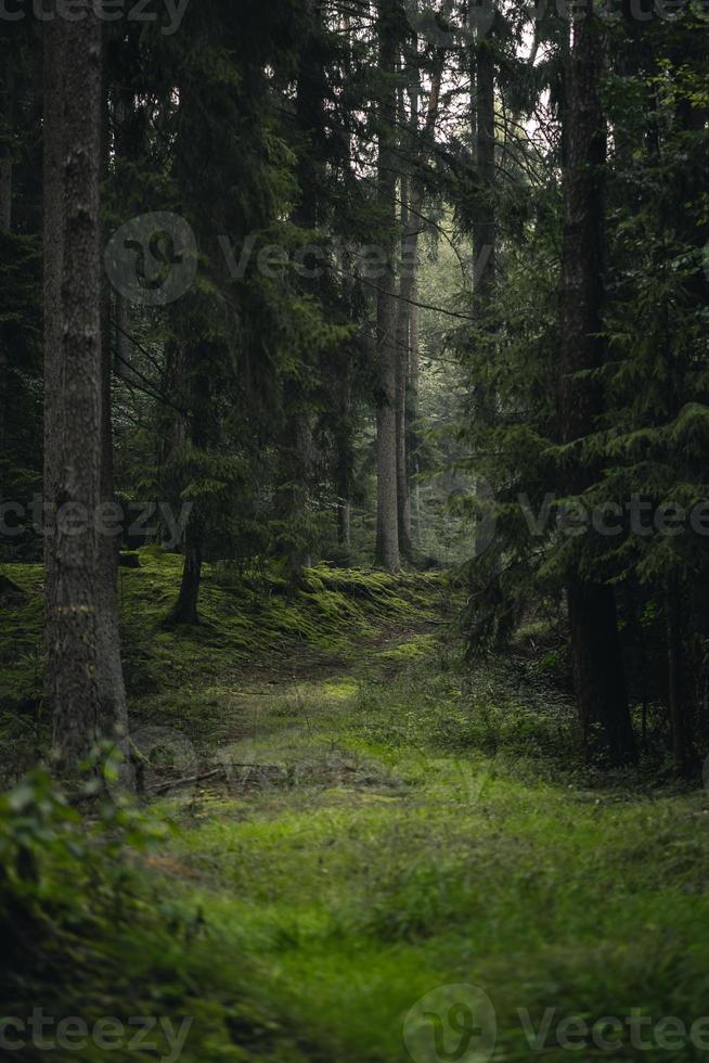 grüne Wiese mit Bäumen foto