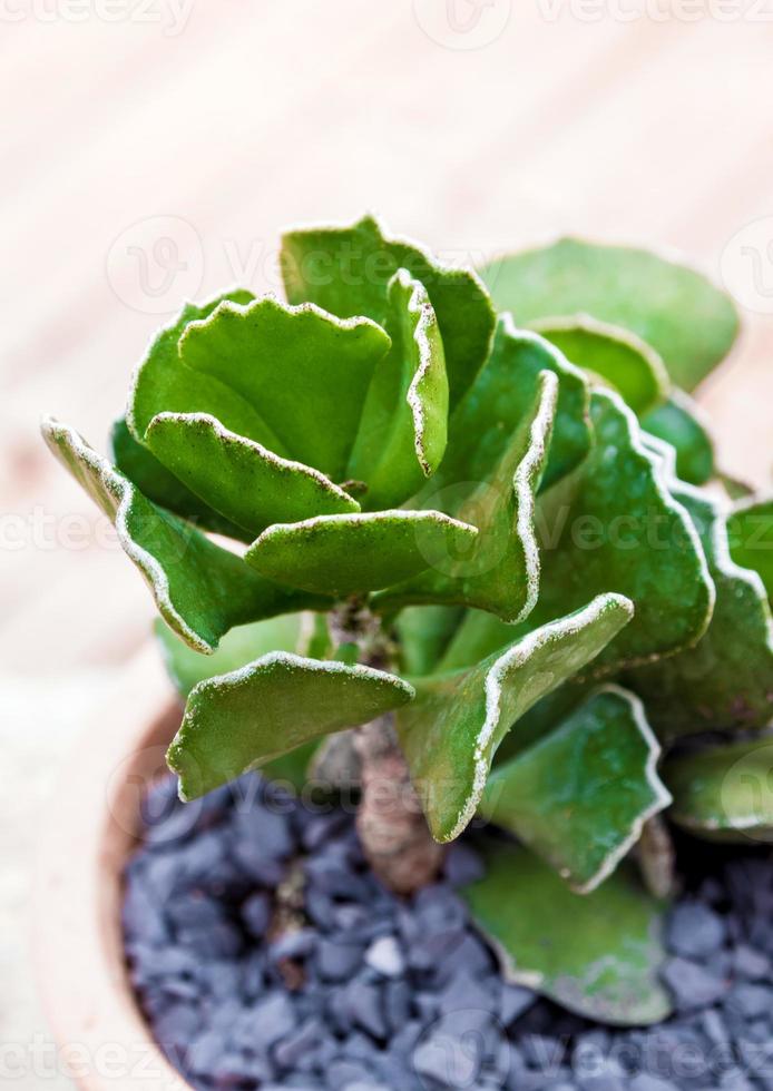 Knisterblattpflanze Adromischus cristatus im Topf foto