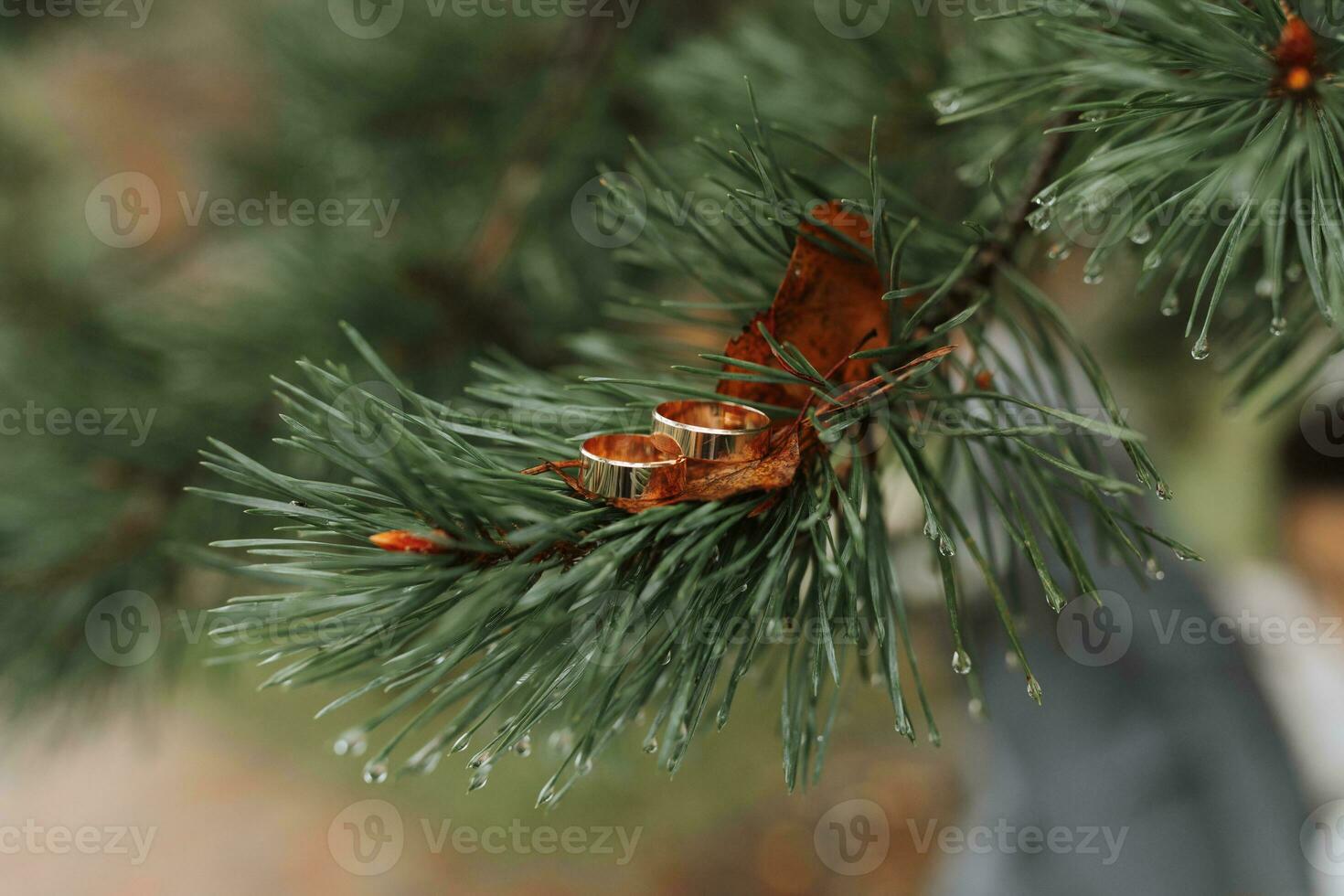 zwei Gold Hochzeit Ringe auf ein Weihnachten Baum Ast draußen Nahansicht. Liebe und Ehe ein Symbol von das Hochzeit Tag, das Konzept von Schmuck foto