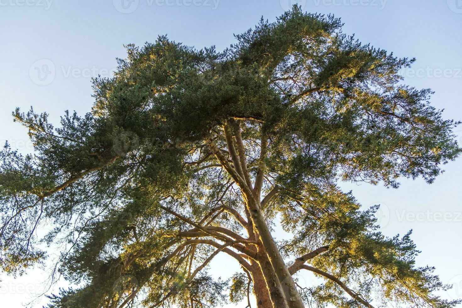 Schuss von das groß Kiefer Baum. Natur foto