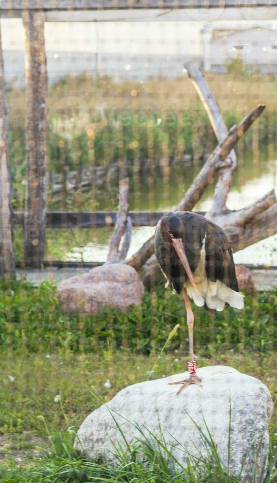 schließen oben Schuss von das Reiher im das Käfig im das Zoo. Tier foto