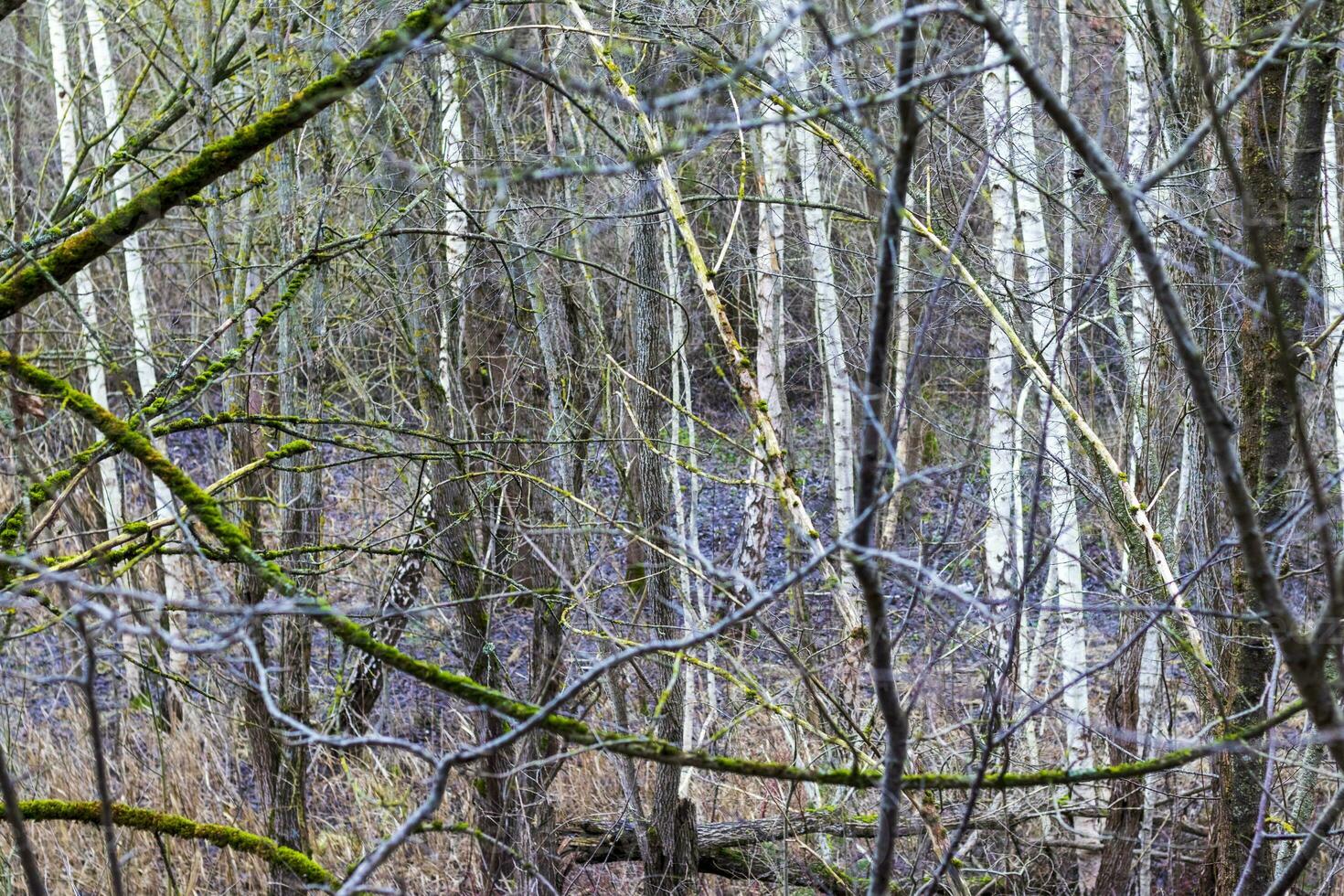 schließen oben Schuss von das Bäume im das Wald. Natur foto