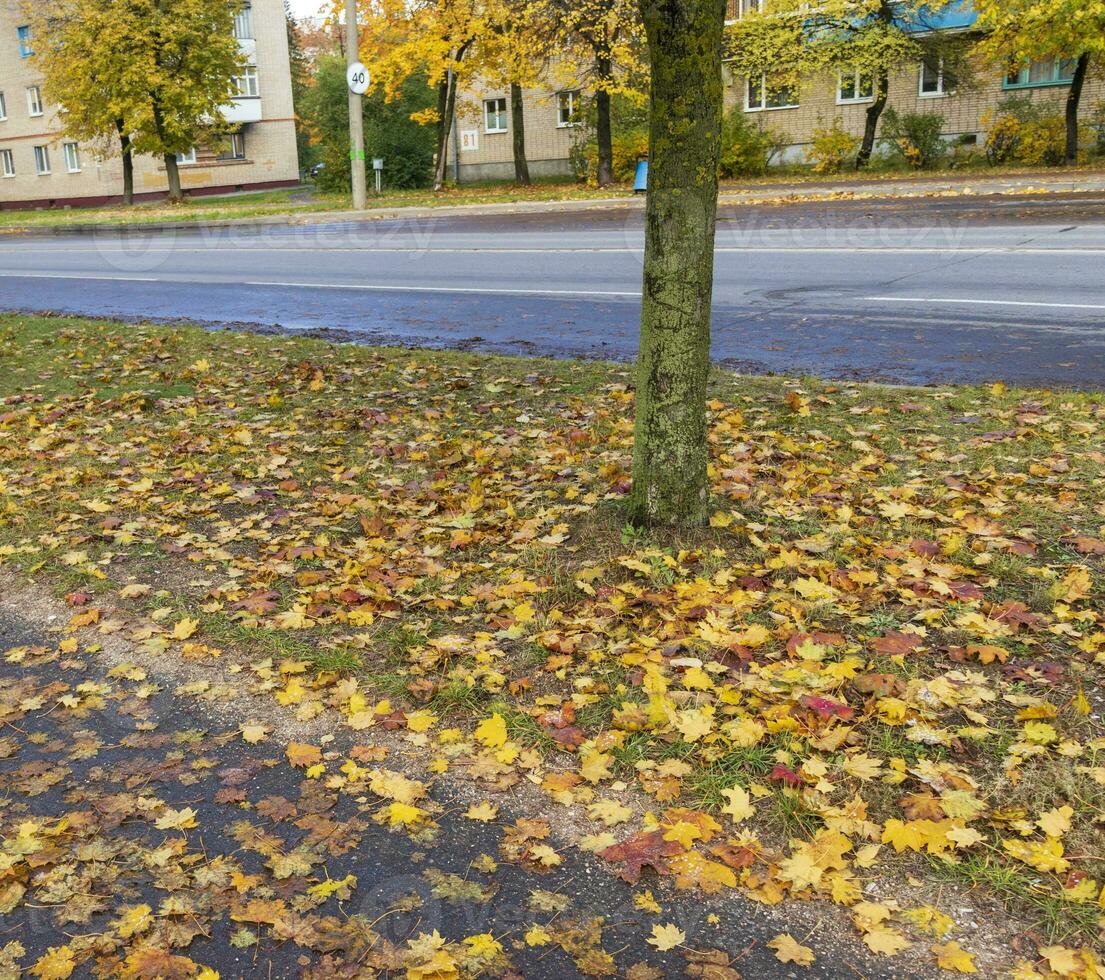 schließen oben Schuss von das Boden Oberfläche im das Wald bedeckt mit bunt gefallen Blätter von das Bäume. Jahreszeit foto