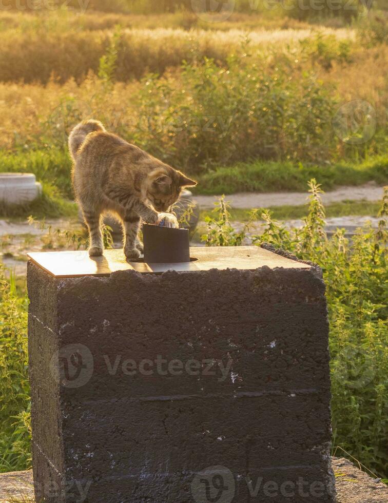 Schuss von das Katze spielen draußen auf sonnig warm Abend. Haustiere foto