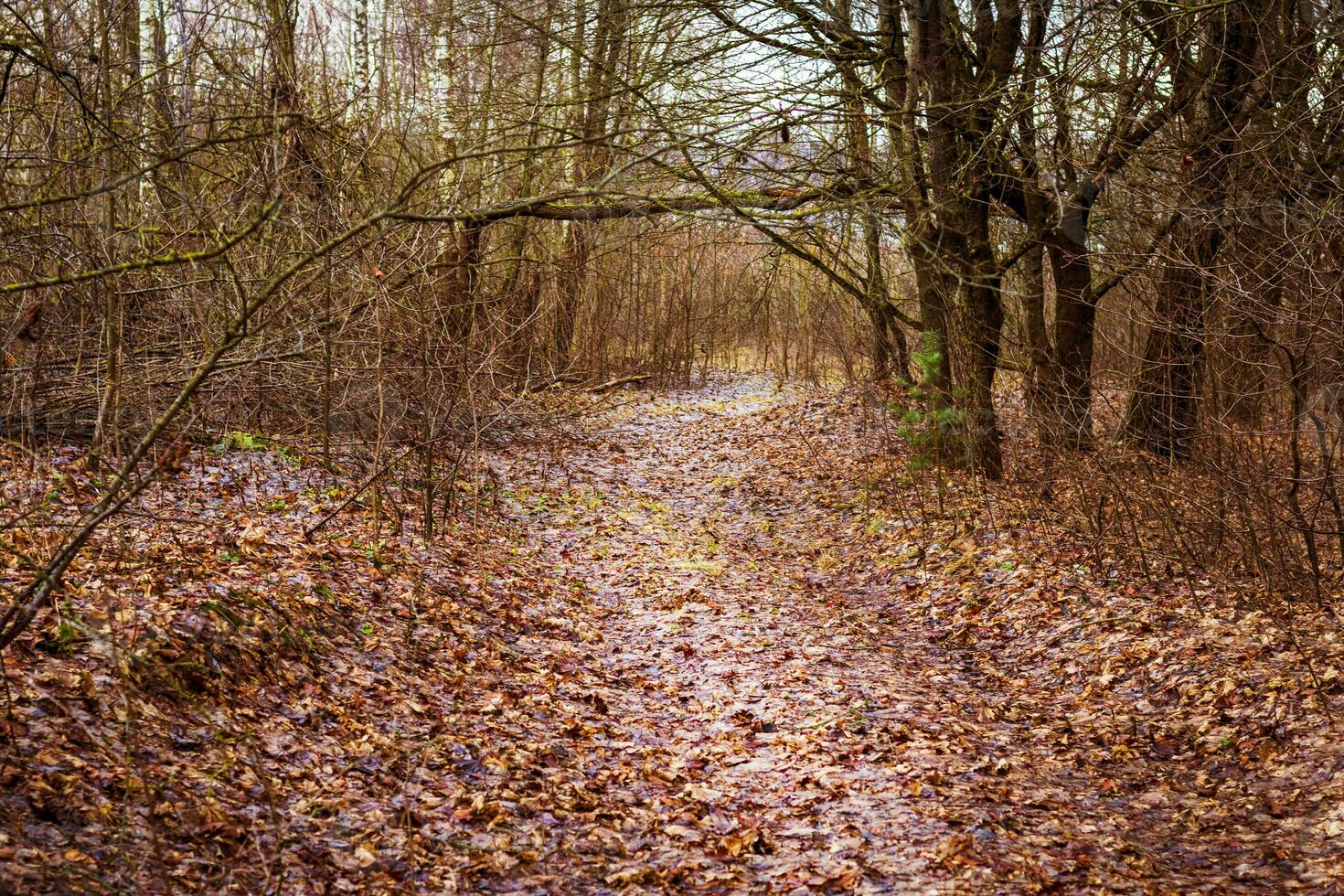 schließen oben Schuss von das Bäume im das Wald. Natur foto