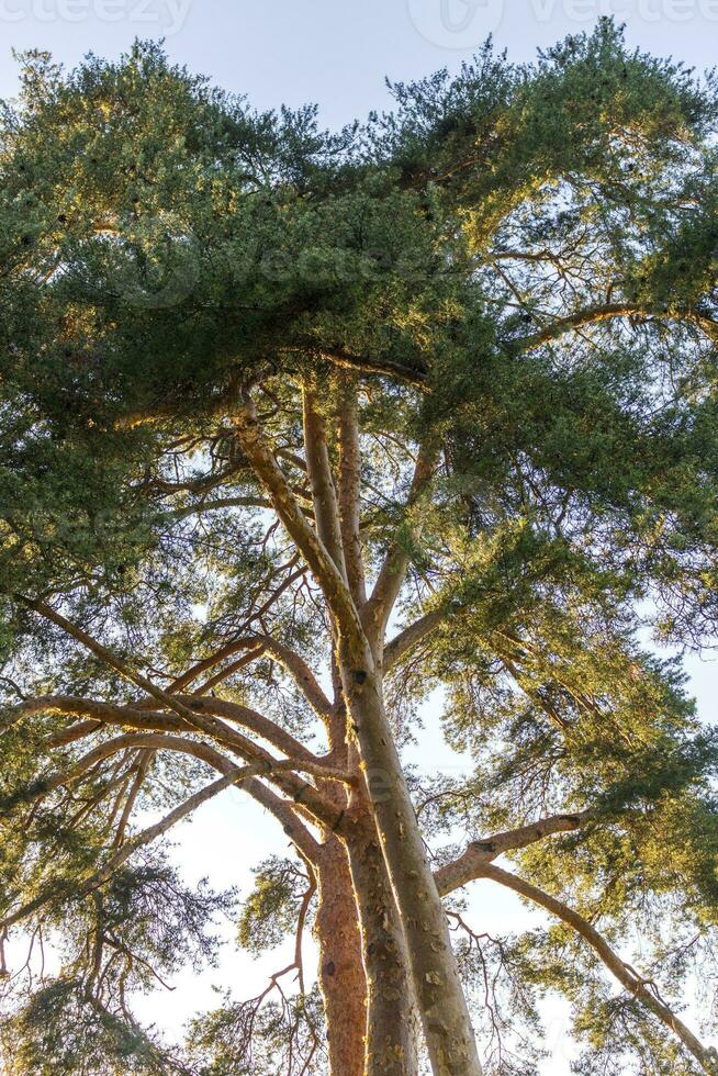 Schuss von das groß Kiefer Baum. Natur foto