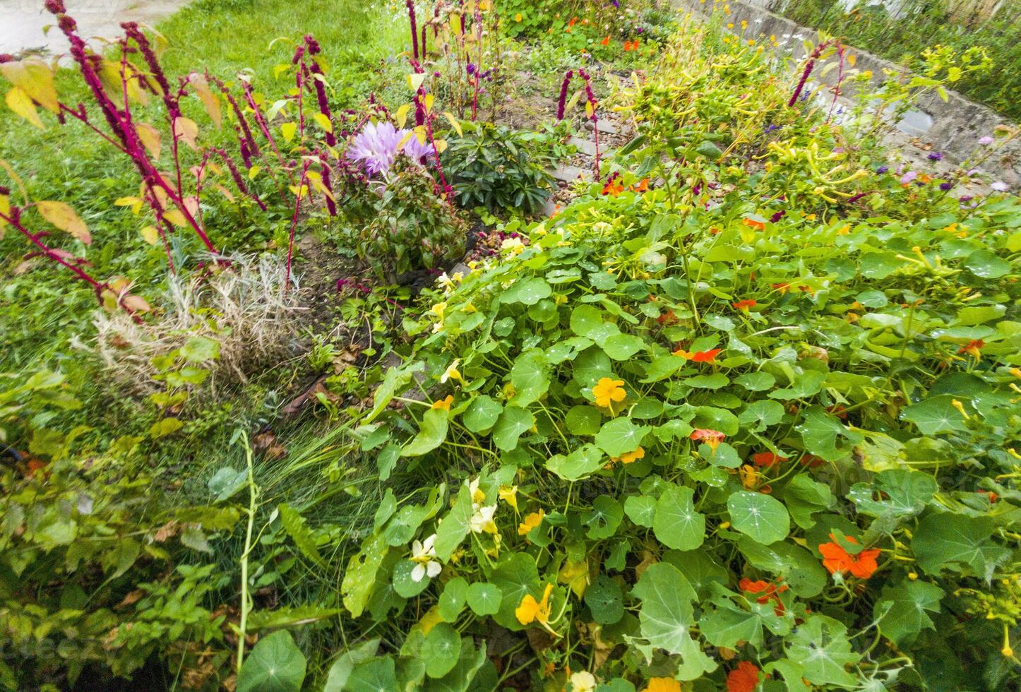 Schuss von das Vegetation und Blumen im das Garten. draußen foto