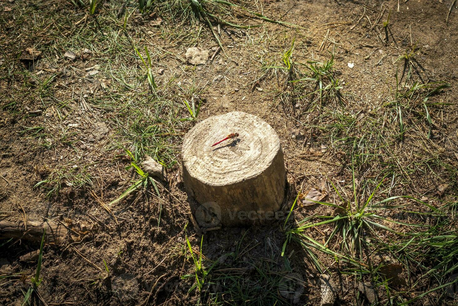 schließen oben Schuss von das Libelle. Insekt foto