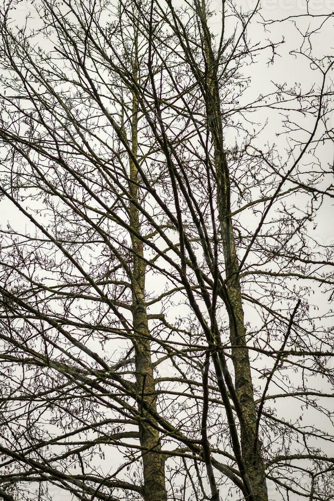 schließen oben Schuss von das Bäume im das Wald. Natur foto