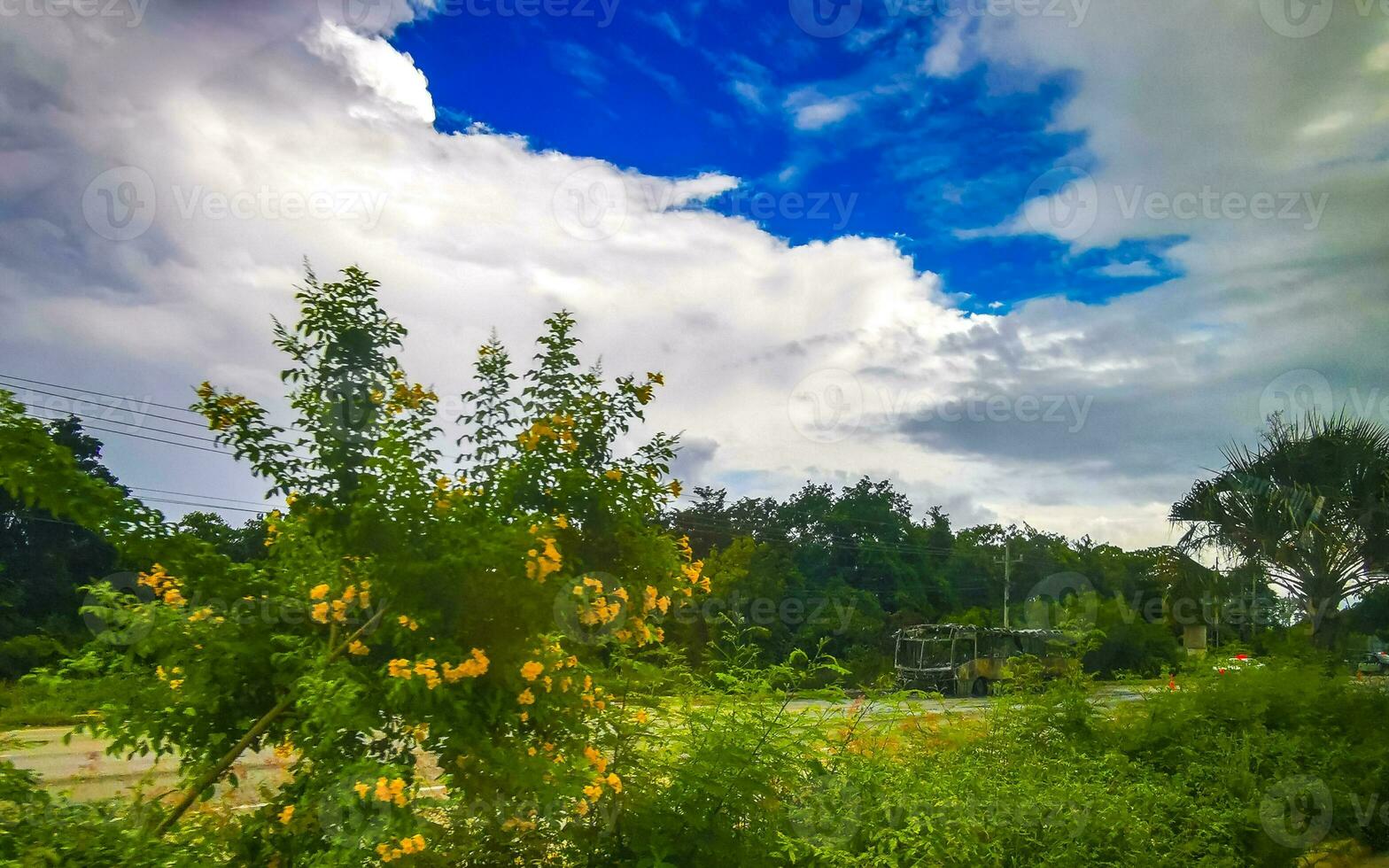 Karibik Strand Natur Palme Bäume Pflanze Urwald Wald Natur Mexiko. foto