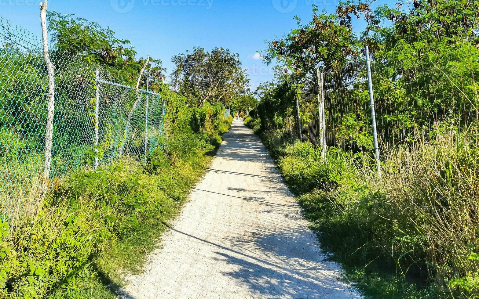 natürlich tropisch Weg Gehen Pfad Urwald Natur Palme Bäume Mexiko. foto