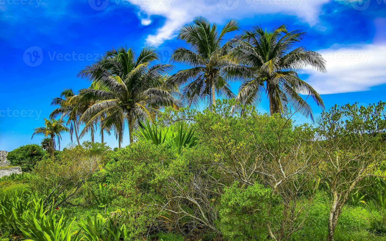 tropischer natürlicher dschungelwald palmen tulum maya ruinen mexiko. foto