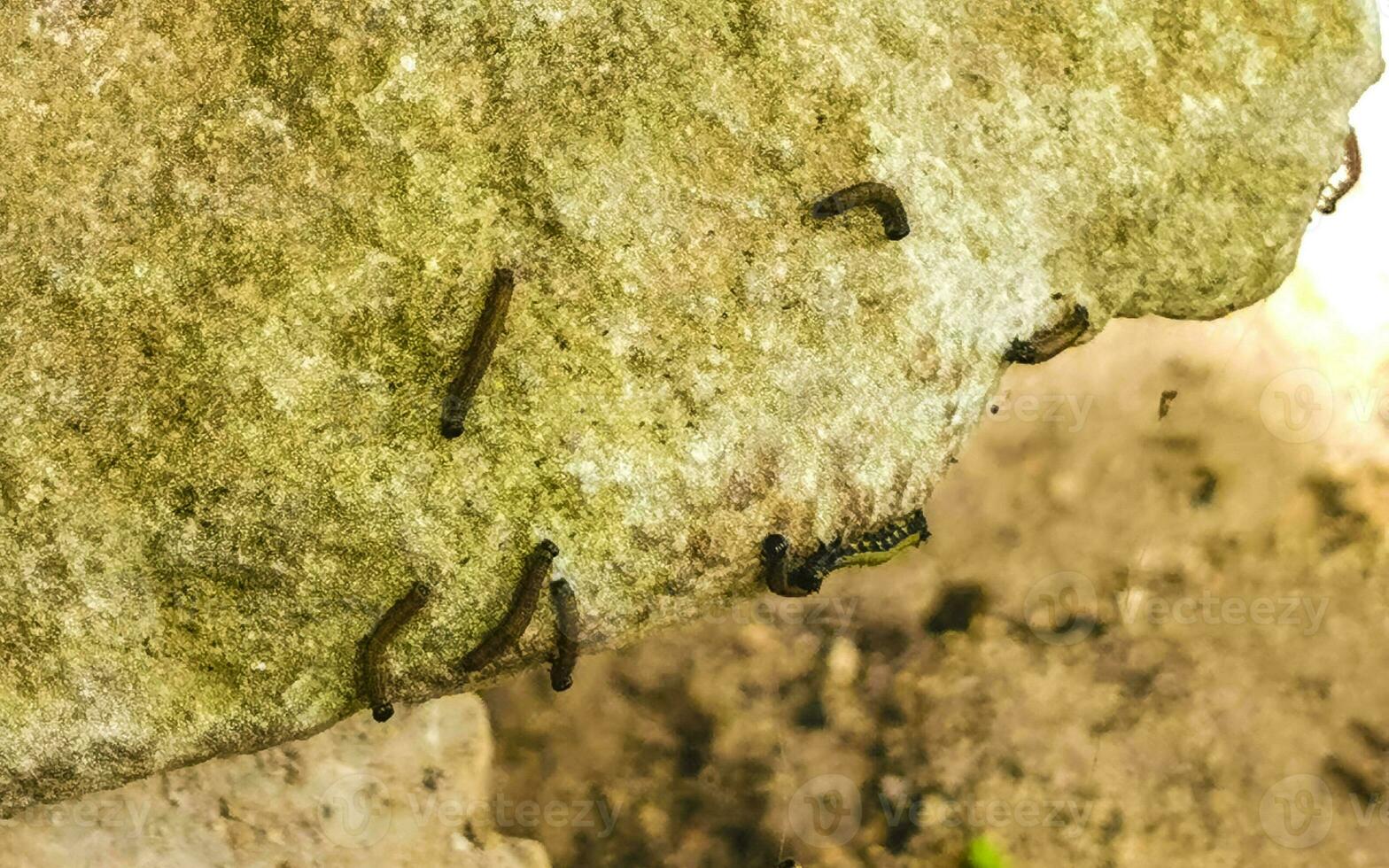 Seidenraupe Raupe Pest im Befall beim Tulum Ruinen Mexiko. foto