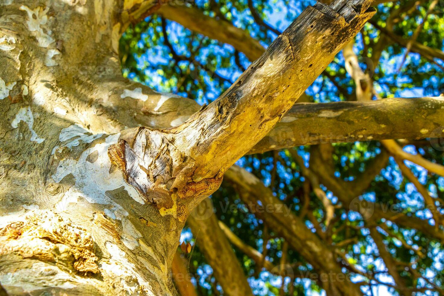 Textur von das Rinde von ein tropisch Baum Urwald Mexiko. foto