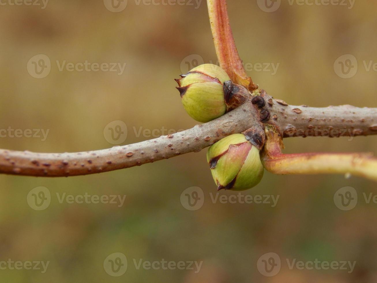 wilde Beeren im Herbst wachsen im Wald foto