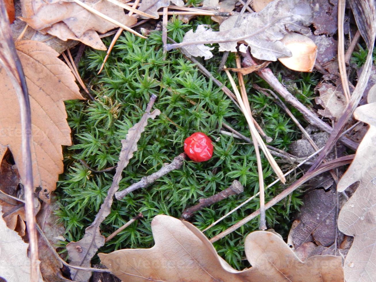 Textur der Pflanzen und Natur des Herbstwaldes foto