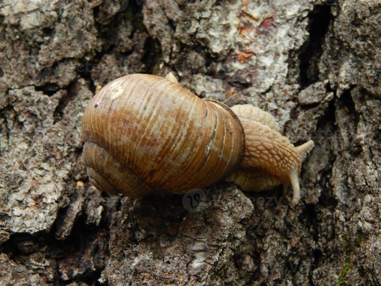 Schnecke kriecht das grüne Gras im Garten foto