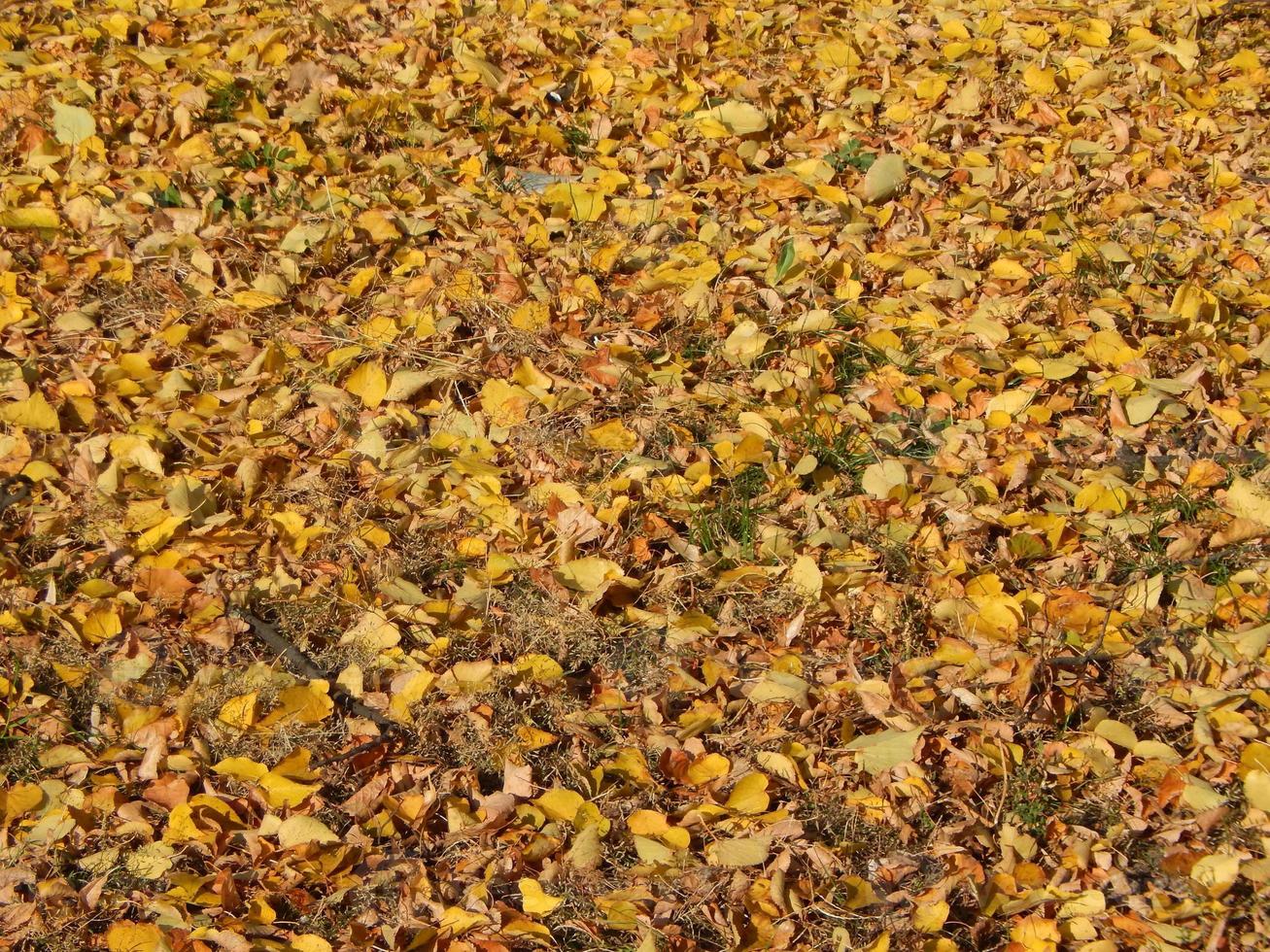 Textur des Herbstlaubs von Bäumen foto
