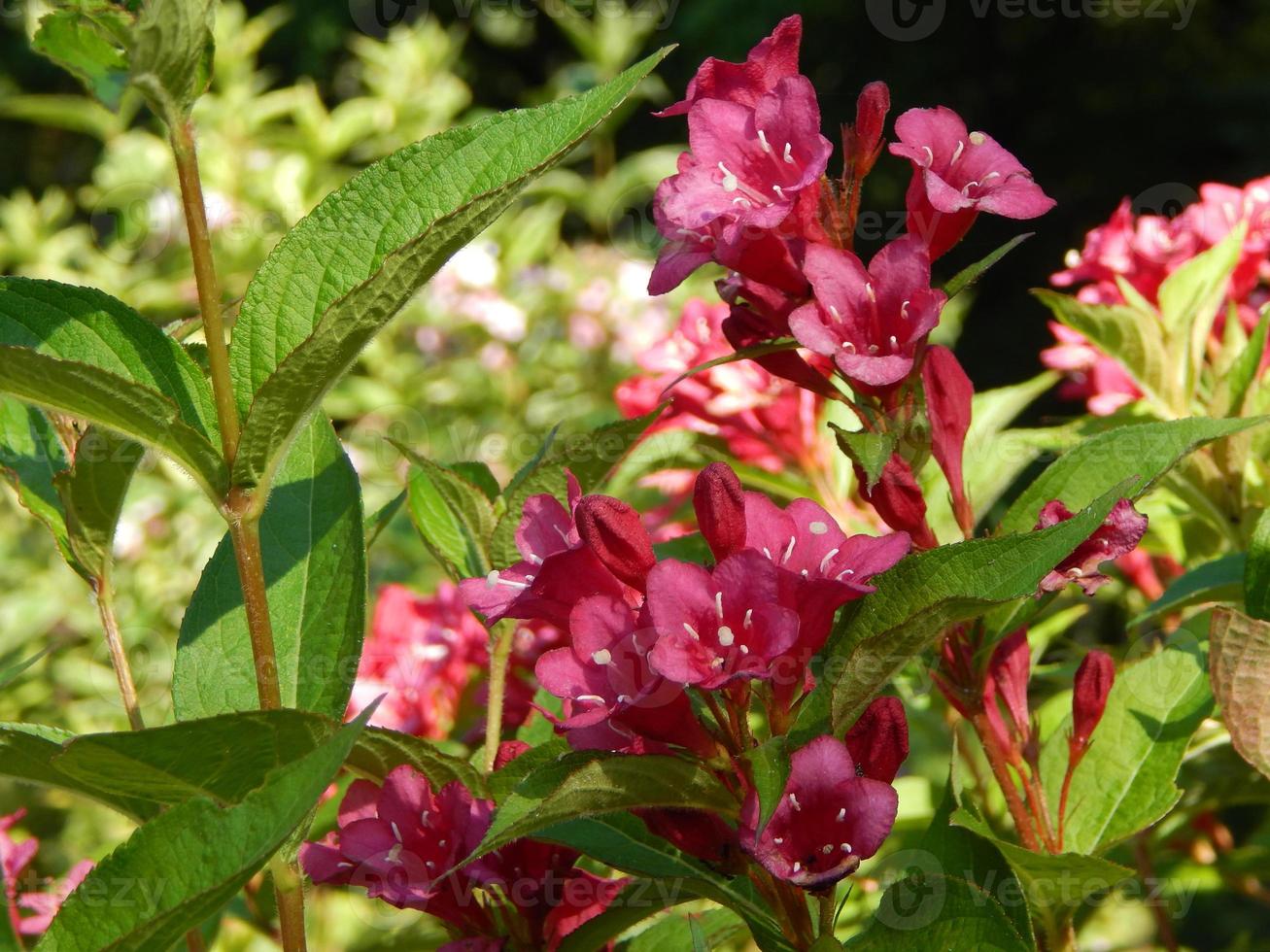 Blumen im Garten und Nahaufnahme für Hintergrund foto