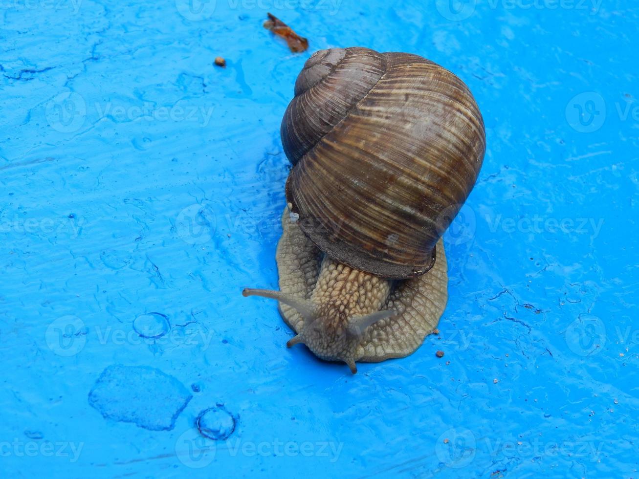 Schnecke kriecht das grüne Gras im Garten foto