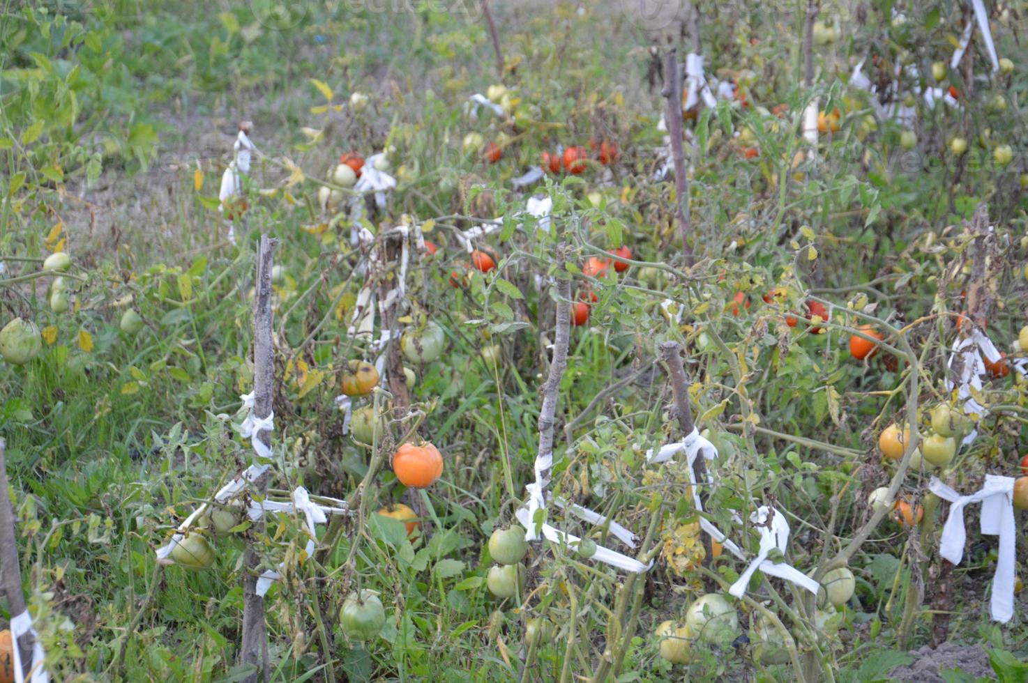 reife Tomaten im Garten gereift foto