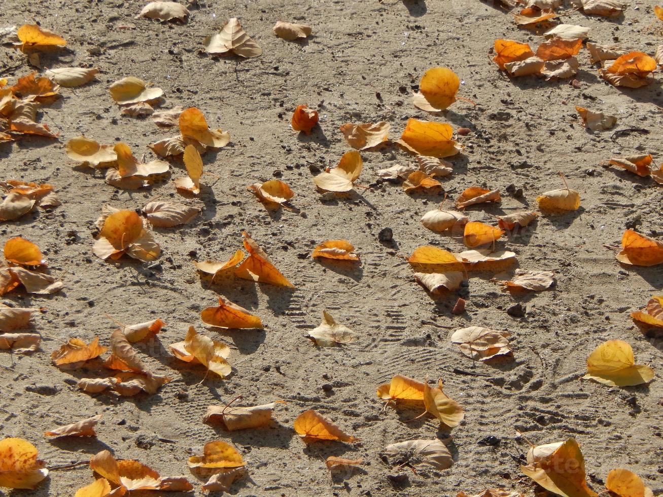 Textur des Herbstlaubs von Bäumen foto