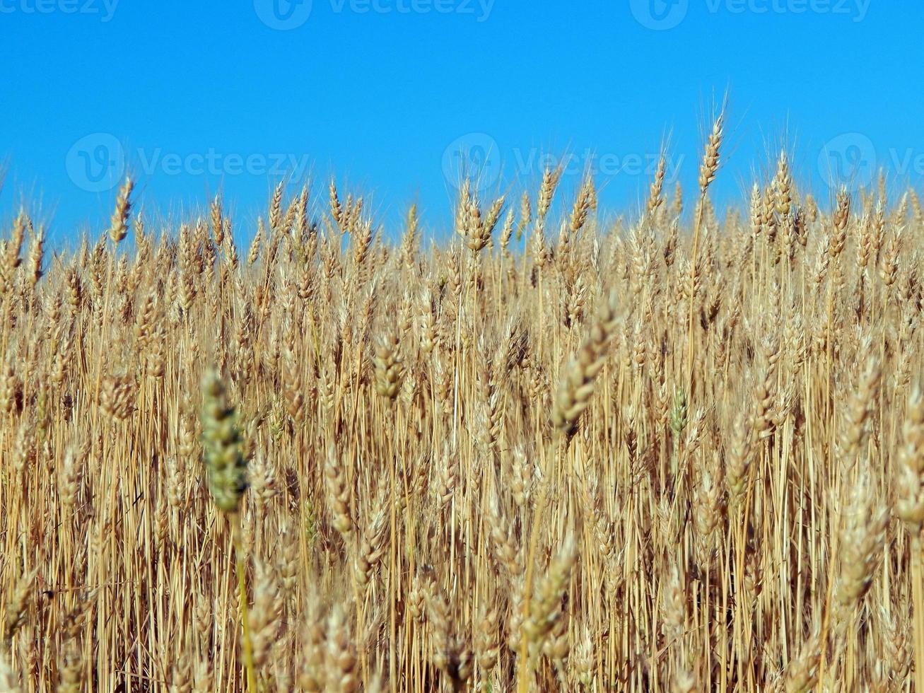 Weizenfeld Textur von Heu foto