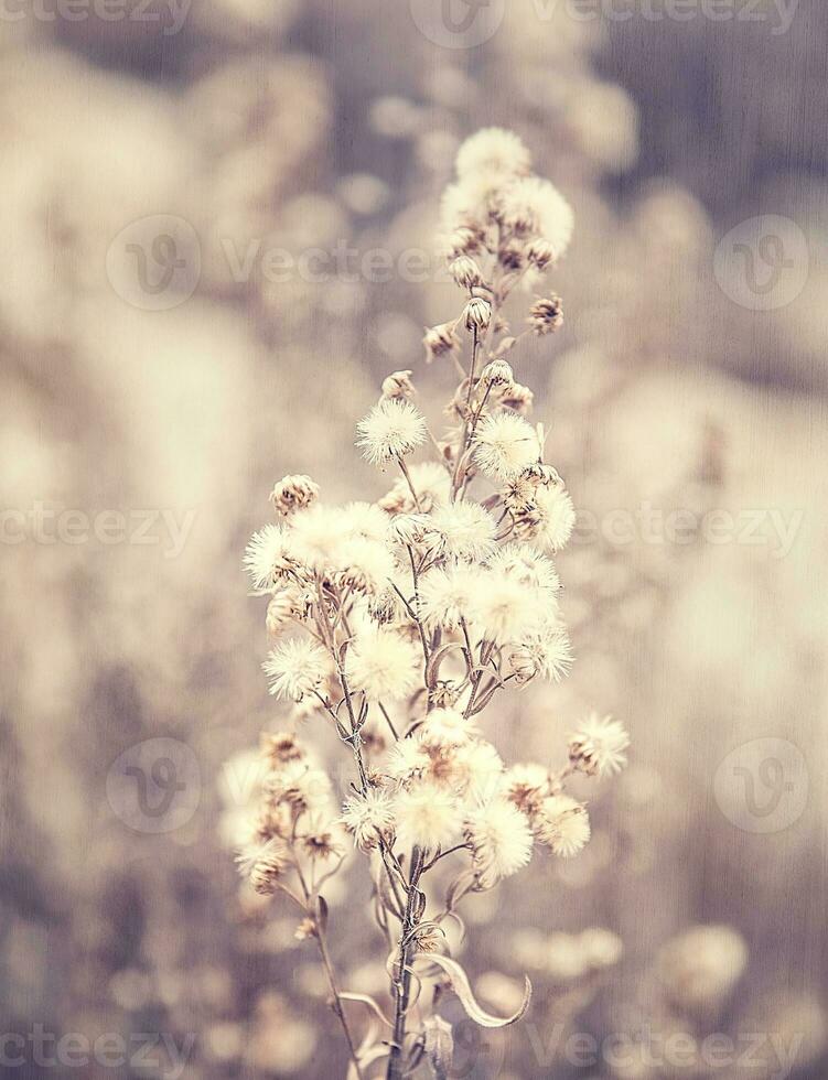 abstrakter Blumenhintergrund foto